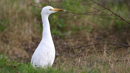 Sığır balıkçılı