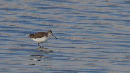 Bataklık düdükçünü