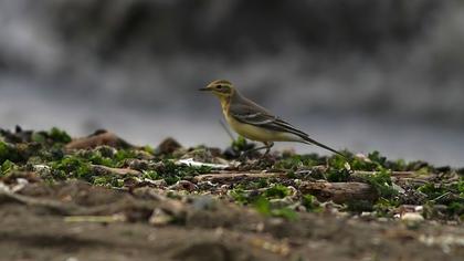 Sarıbaşlı kuyruksallayan