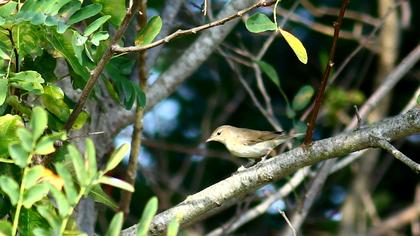 Garden Warbler