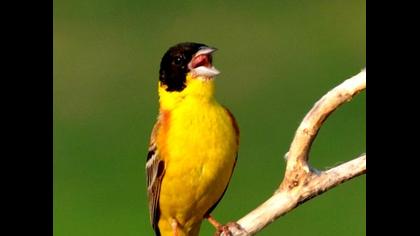 Karabaşlı kirazkuşu