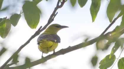 Eurasian Golden Oriole