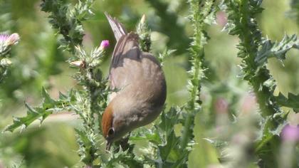 Karabaşlı ötleğen