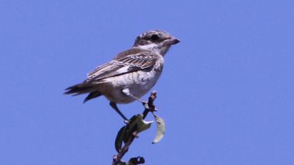 Kızılbaşlı örümcekkuşu