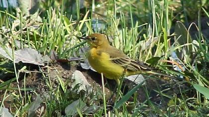 Sarı kuyruksallayan