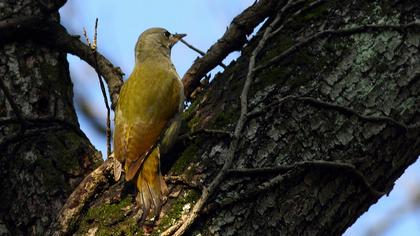 Küçük yeşil ağaçkakan