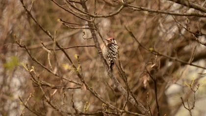 Küçük ağaçkakan