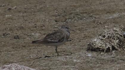 Sarıbacaklı kumkuşu