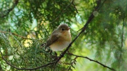 Red-breasted Flycatcher
