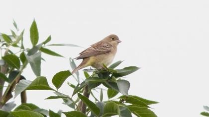 Karabaşlı kirazkuşu