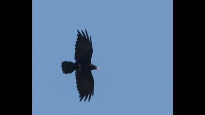 Kırmızıgagalı dağ kargası