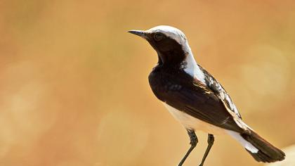 Aksırtlı kuyrukkakan