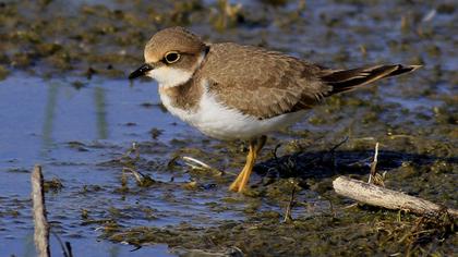 Halkalı küçük cılıbıt