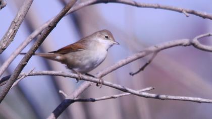 Akgerdanlı ötleğen