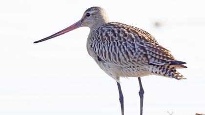 Kıyı çamurçulluğu