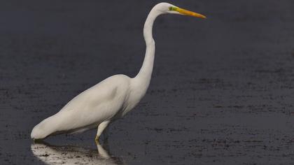 Büyük ak balıkçıl