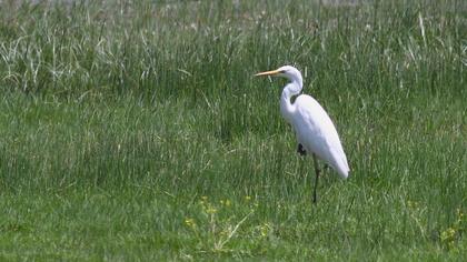 Büyük ak balıkçıl