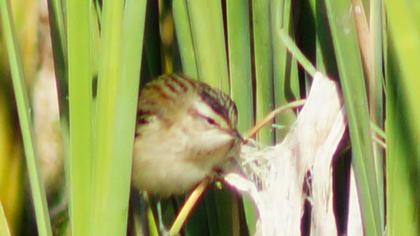 Kındıra kamışçını