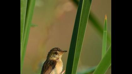 Dikkuyruklu ötleğen