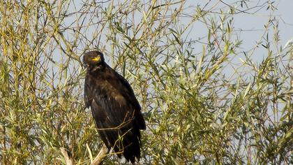 Küçük orman kartalı