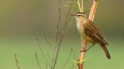 Kındıra kamışçını