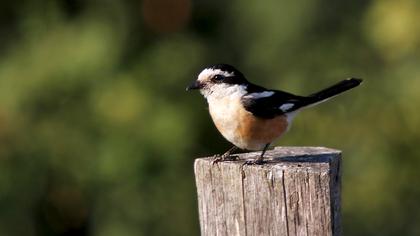Maskeli örümcekkuşu