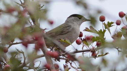 Karabaşlı ötleğen