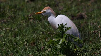 Sığır balıkçılı