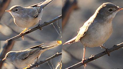 Bıyıklı ötleğen