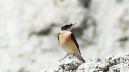 Karakulaklı kuyrukkakan