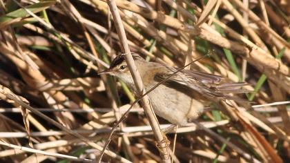 Kındıra kamışçını