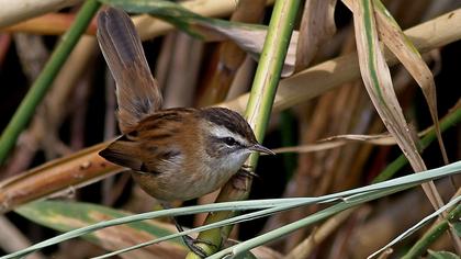 Bıyıklı kamışçın