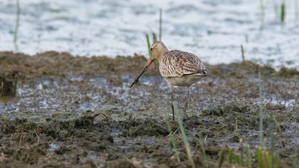 Kıyı çamurçulluğu