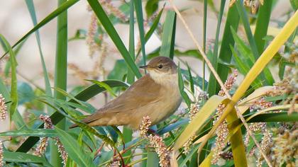Bataklık kamışçını