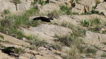Sarıgagalı dağ kargası