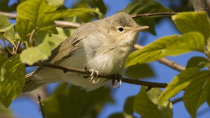 Çalı kamışçını