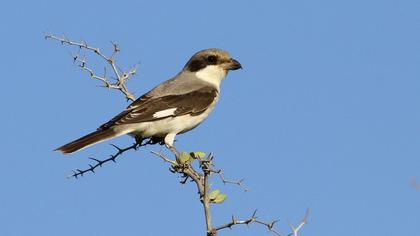 Karaalınlı örümcekkuşu