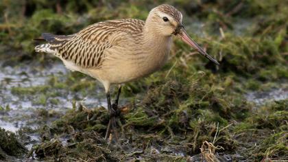 Kıyı çamurçulluğu