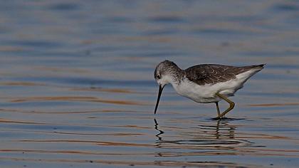 Bataklık düdükçünü