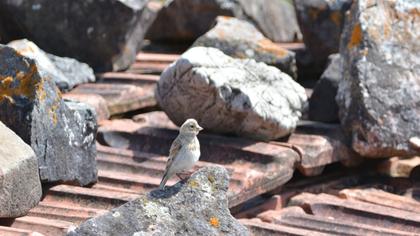 Sarıgagalı ketenkuşu