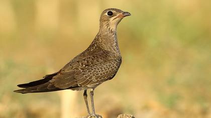 Karakanatlı bataklıkkırlangıcı