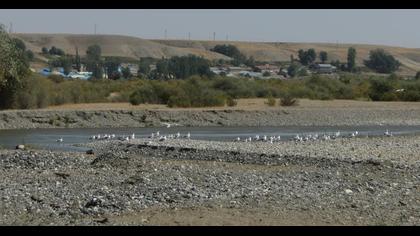 Van gölü martısı