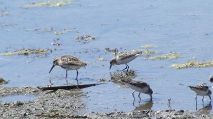 Karakarınlı kumkuşu