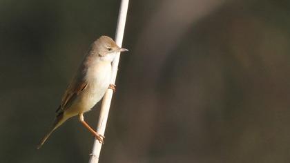 Akgerdanlı ötleğen