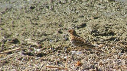 Kızılgerdanlı incirkuşu