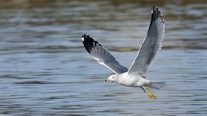 Van gölü martısı