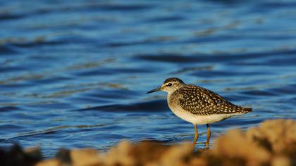 Orman düdükçünü