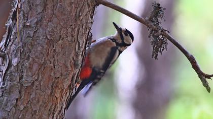 Orman alaca ağaçkakanı