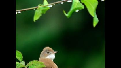 Common Whitethroat