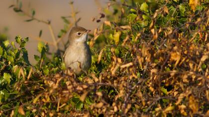 Akgerdanlı ötleğen